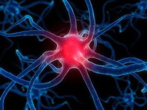 德国科学家揭示脑神经细胞产生机制-产业经济- 新闻中心 - 仪众国际